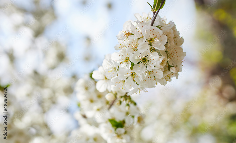 Branches of blossoming cherry macro with soft focus on gentle light blue sky background in sunlight. Beautiful floral image of spring nature Branches of blossoming cherry macro with soft focus on gentle light blue sky background in sunlight. Beautiful floral image of spring nature