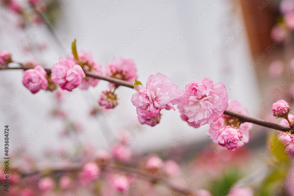 Branches of blossoming cherry macro with soft focus on gentle light blue sky background in sunlight. Beautiful floral image of spring nature Branches of blossoming cherry macro with soft focus on gentle light blue sky background in sunlight. Beautiful floral image of spring nature
