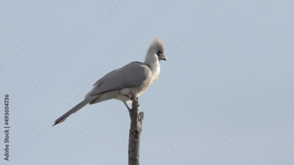 Bare-faced Go-away-bird - Crinifer personatus Bare-faced Go-away-bird - Crinifer personatus