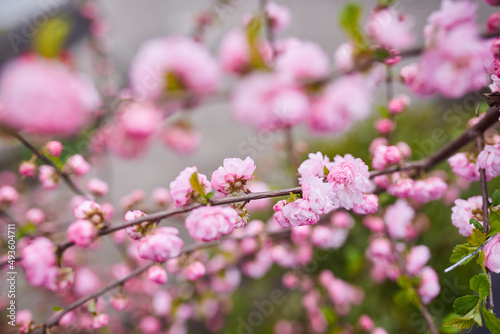 Branches of blossoming cherry macro with soft focus on gentle light blue sky background in sunlight. Beautiful floral image of spring nature