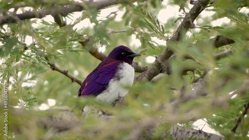 Violet-backed Starling - Cinnyricinclus leucogaster photo