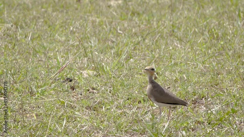 Temminck's Courser - Cursorius temminckii photo