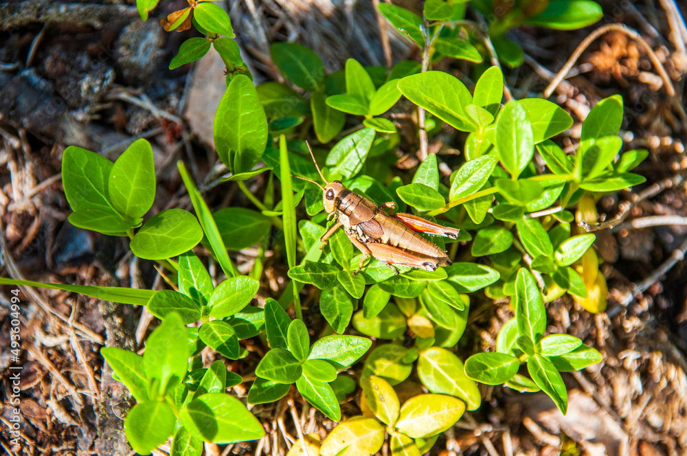 Naklejka premium Grashüpfer