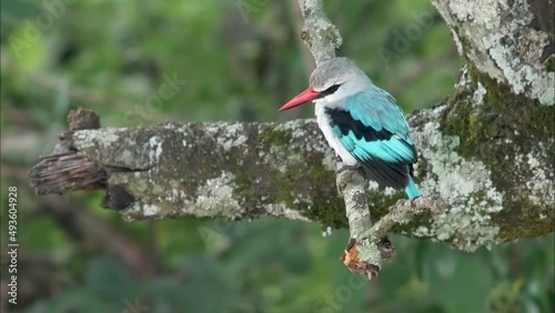 Woodland Kingfisher - Halcyon senegalensis photo