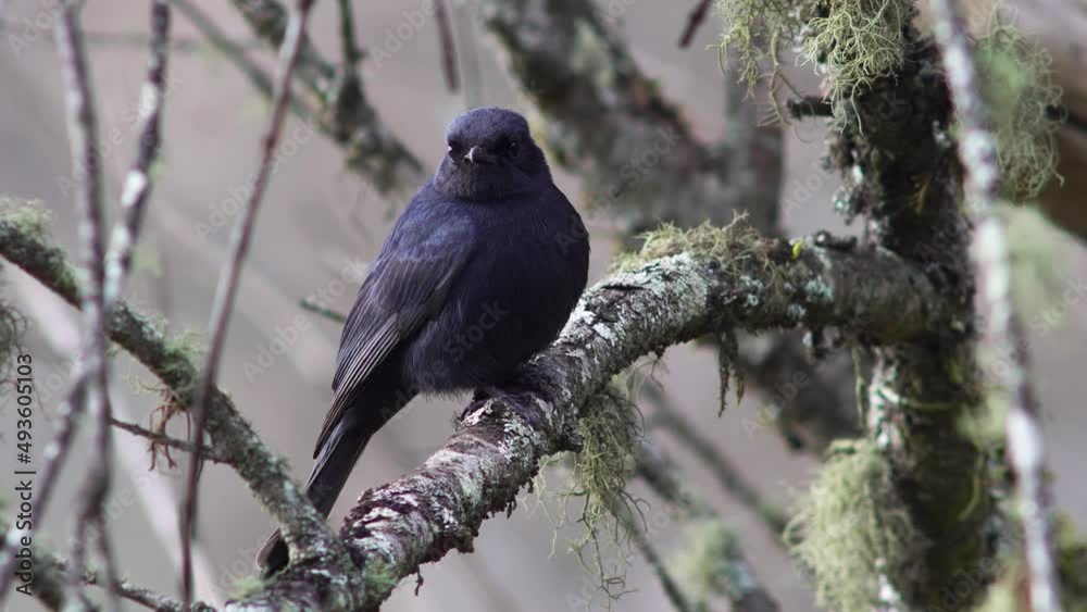 Southern Black Flycatcher hunting Southern Black Flycatcher hunting