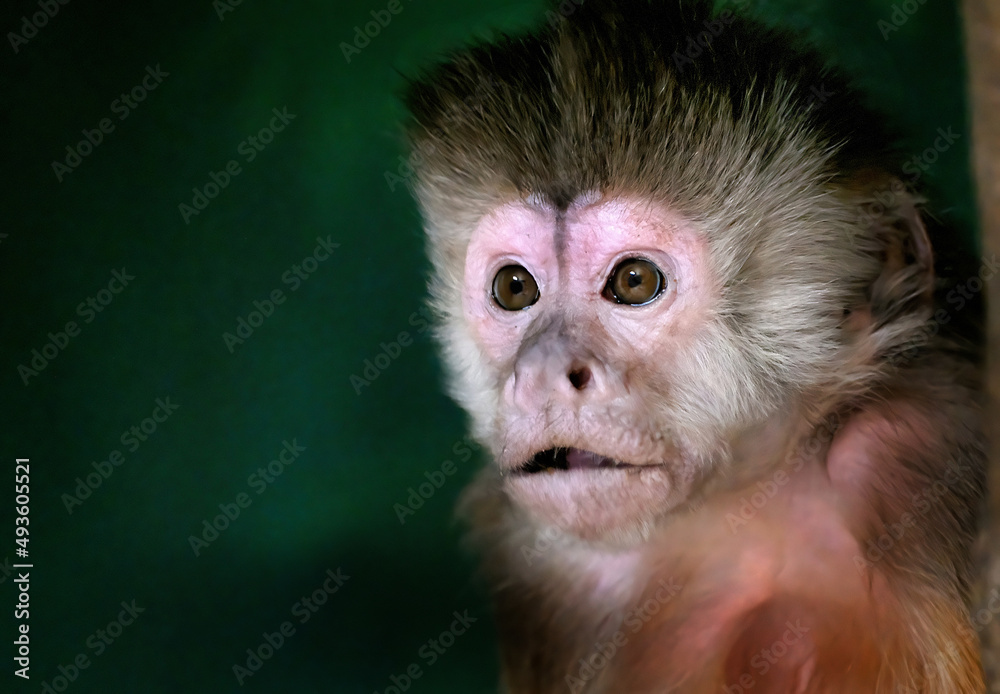 The capuchin monkeys are New World monkeys of the subfamily Cebinae. They are readily identified as the The capuchin monkeys are New World monkeys of the subfamily Cebinae. They are readily identified as the