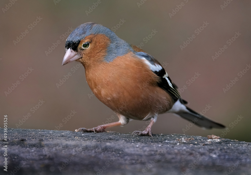 The common chaffinch or simply the chaffinch is a common and widespread small passerine bird in the finch family. The male is brightly coloured with a blue-grey cap and rust-red underparts. The common chaffinch or simply the chaffinch is a common and widespread small passerine bird in the finch family. The male is brightly coloured with a blue-grey cap and rust-red underparts.