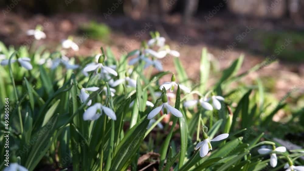 Snowdrop flowers galanthus nivalis swaying in the wind. Video. High quality FullHD footage Snowdrop flowers galanthus nivalis swaying in the wind. Video. High quality FullHD footage