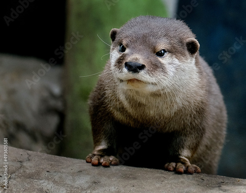 The Asian small-clawed otter, also known as the oriental small-clawed otter and the small-clawed otter, is an otter species native to South and Southeast Asia. It has short claws .
