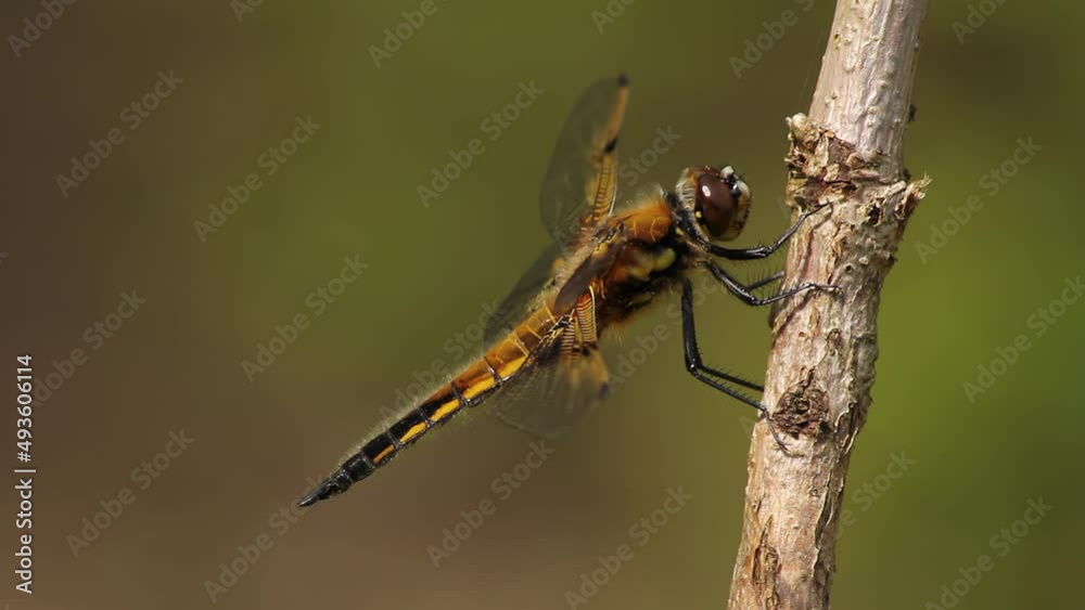 Four-spotted chaser - Libellula quadrimaculata Four-spotted chaser - Libellula quadrimaculata