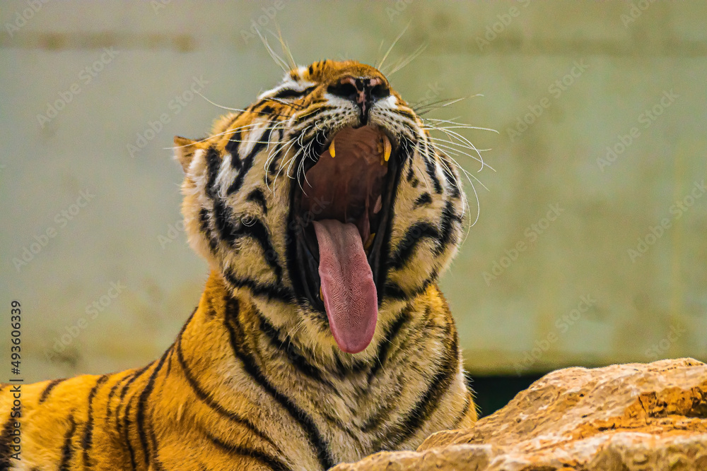 Fototapeta premium portrait tiger in the wild