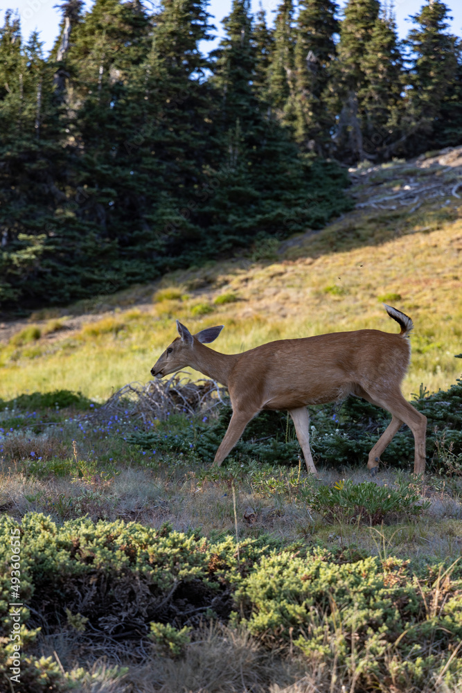 doe peacefully walking through wild grass in mountain meadow