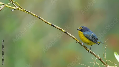 Violaceous euphonia - Euphonia violacea