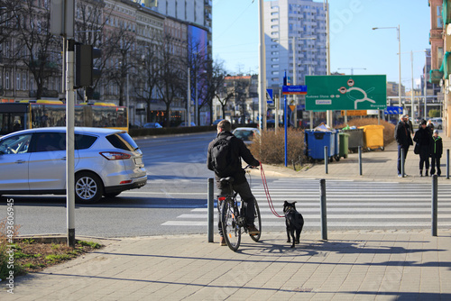 Mężczyzna na rowerze z psem, przejście dla pieszych.