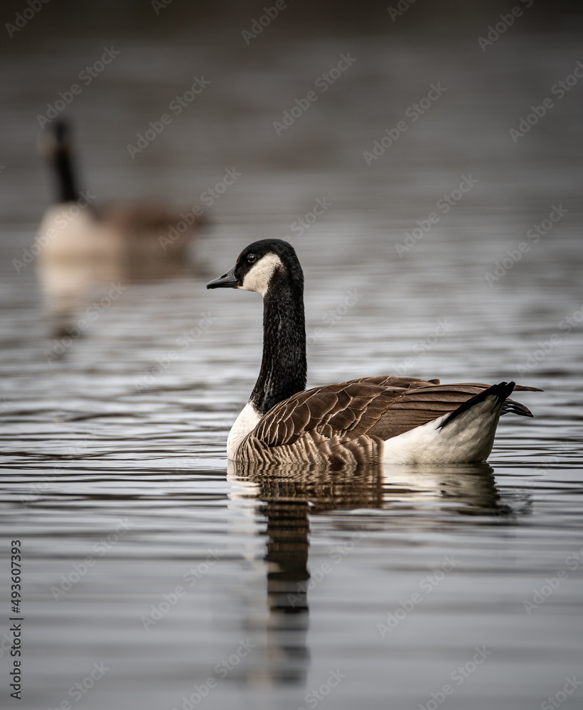 Kanadagans (Branta canadensis) schwimmt auf dem See und spiegelt sich im Wasser, im Hintergrund ist unscharf eine weitere Gans zu sehen Kanadagans (Branta canadensis) schwimmt auf dem See und spiegelt sich im Wasser, im Hintergrund ist unscharf eine weitere Gans zu sehen