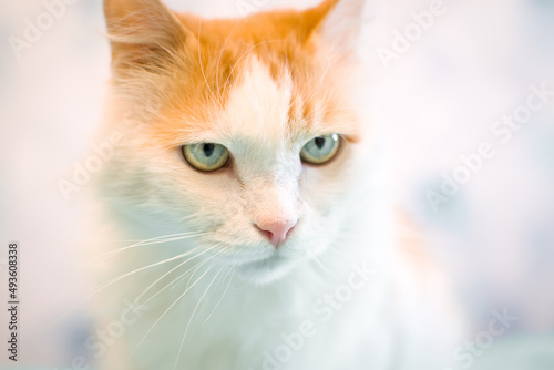 A white cat with red spots looks at the camera. Pretty adult domestic cat at home The serious look of the cat.