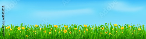 Green grass with yellow flowers, summer or spring meadow. Vector realistic background of floral lawn or field with plants and blossoms. Grassland landscape with flowers and blue sky with clouds