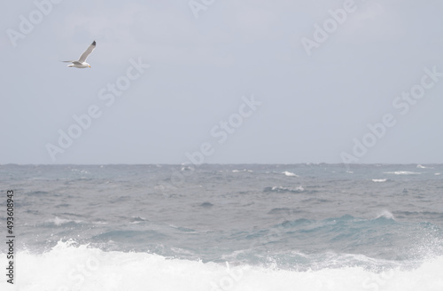 Yellow-legged gull Larus michahellis atlantis in flight. El Confital. La Isleta. Las Palmas de Gran Canaria. Gran Canaria. Canary Islands. Spain. © Víctor