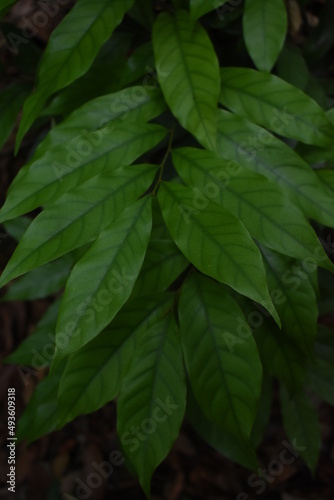 green leaves in the morning