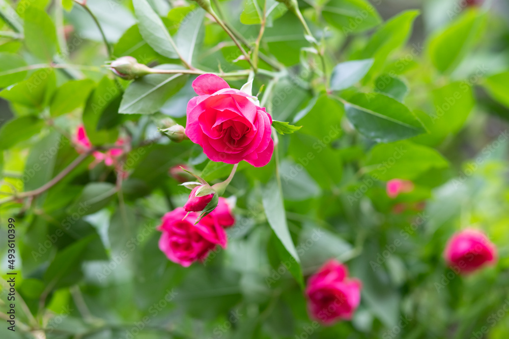 Close up of tender pink roses bush, blooming flowers and closed buds in a concrete pot on a sunny day. Wood texture plank on the back. blossom of pink roses on the alley of the city park