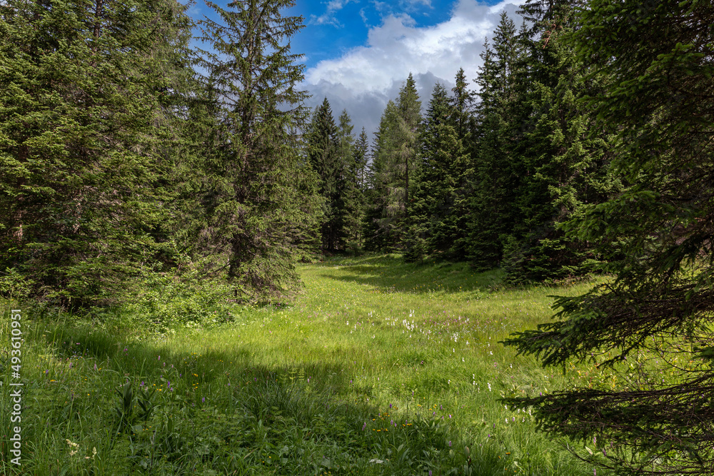 Fototapeta premium Italian alpine pastures