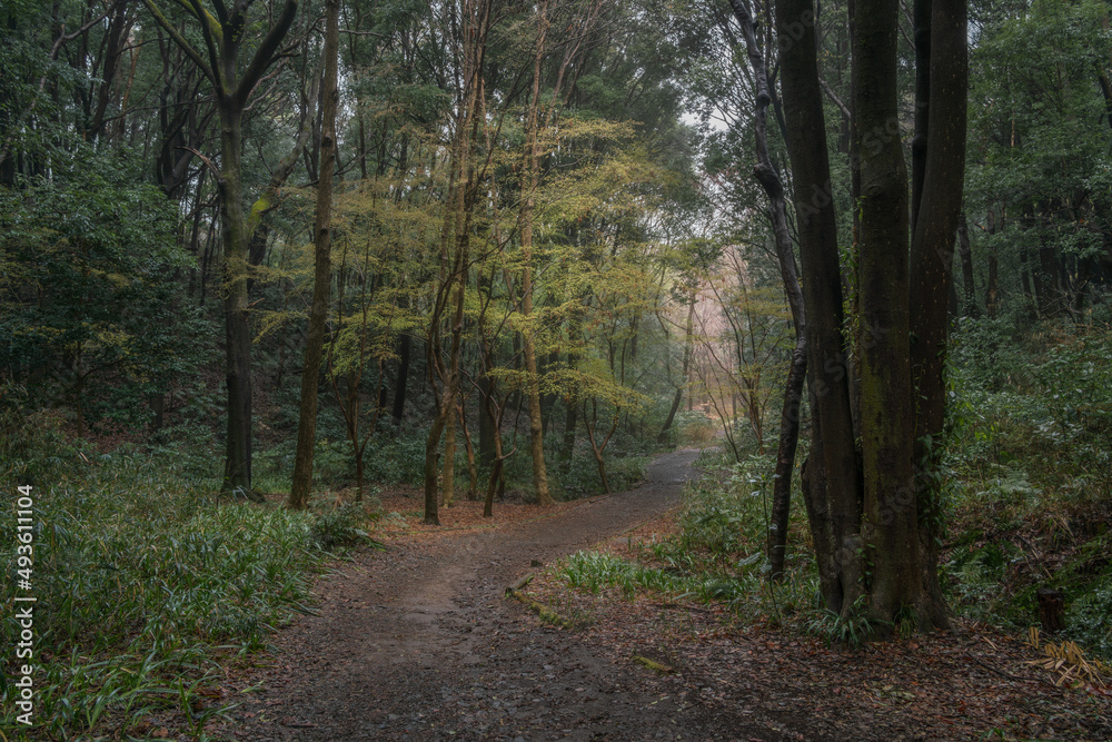 Fototapeta premium Yellow shines in the forest in the early morning