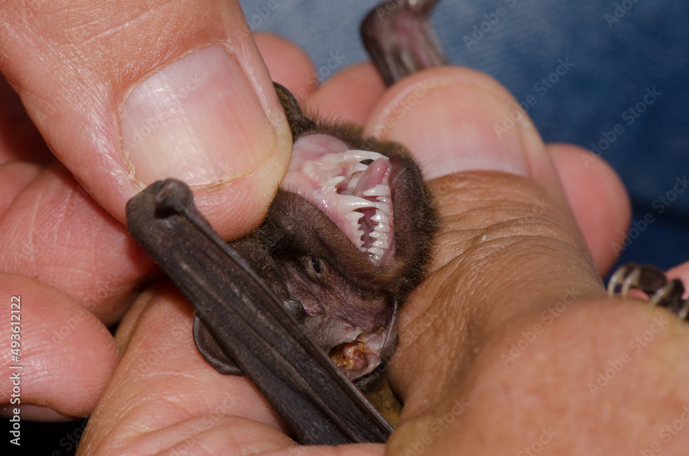Obraz premium Showing the teeth of a greater noctule bat Nyctalus lasiopterus. San Bartolome de Tirajana. Gran Canaria. Canary Islands. Spain.