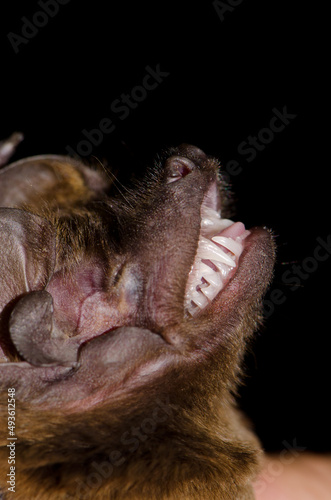 Head of a greater noctule bat Nyctalus lasiopterus. San Bartolome de Tirajana. Gran Canaria. Canary Islands. Spain. photo