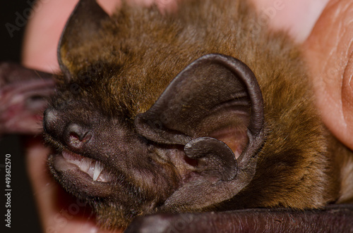 Head of a greater noctule bat Nyctalus lasiopterus. San Bartolome de Tirajana. Gran Canaria. Canary Islands. Spain.