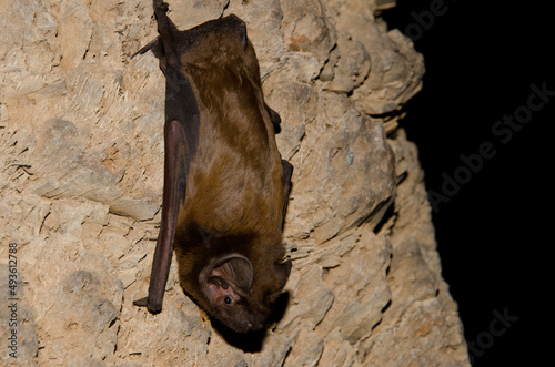 Greater noctule bat Nyctalus lasiopterus. San Bartolome de Tirajana. Gran Canaria. Canary Islands. Spain. photo