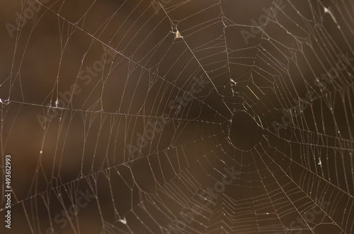 Spider web in The Nublo Rural Park. Tejeda. Gran Canaria. Canary Islands. Spain.
