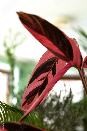 red leaves of stromanta growing in the winter garden photo