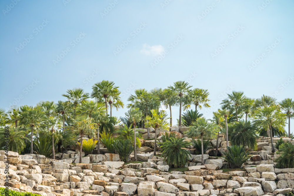 Green tropical rock garden palm tree and cycad with sunny day blue sky background and copy space. Tropical summer holiday vacation or outdoor gardening concept. Green tropical rock garden palm tree and cycad with sunny day blue sky background and copy space. Tropical summer holiday vacation or outdoor gardening concept.