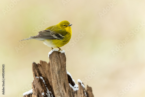 Pine Warbler perched on tree stump © Gordon