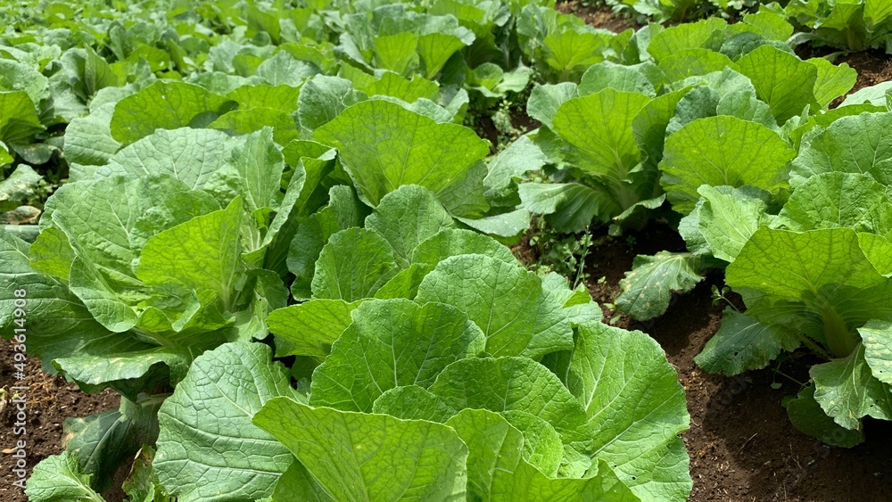 Fototapeta premium Farmland of Green Broccoli in Highlands