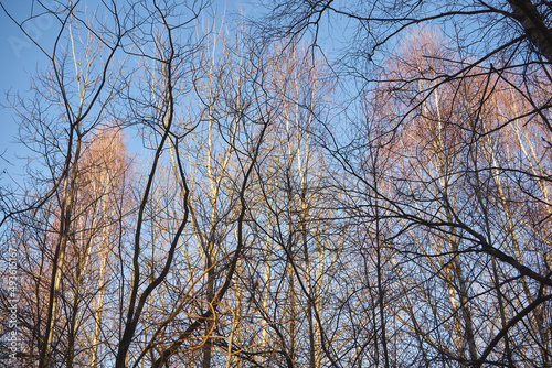 drzewa na tle nieba , brzoza, salix sepulcralis © Marcin Łazarczyk