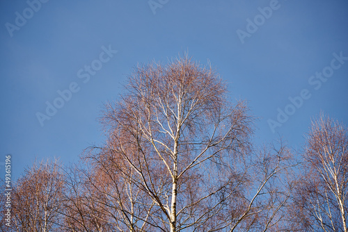Fototapeta Naklejka Na Ścianę i Meble -  drzewo na tle nieba ,brzoza, salix sepulcralis