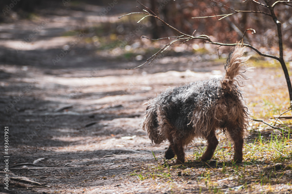Small fluffy dog walking in a forest. Mongrel doggy sniffing the surface of a path. Early spring morning. Selective focus on the details, blurred background. Small fluffy dog walking in a forest. Mongrel doggy sniffing the surface of a path. Early spring morning. Selective focus on the details, blurred background.