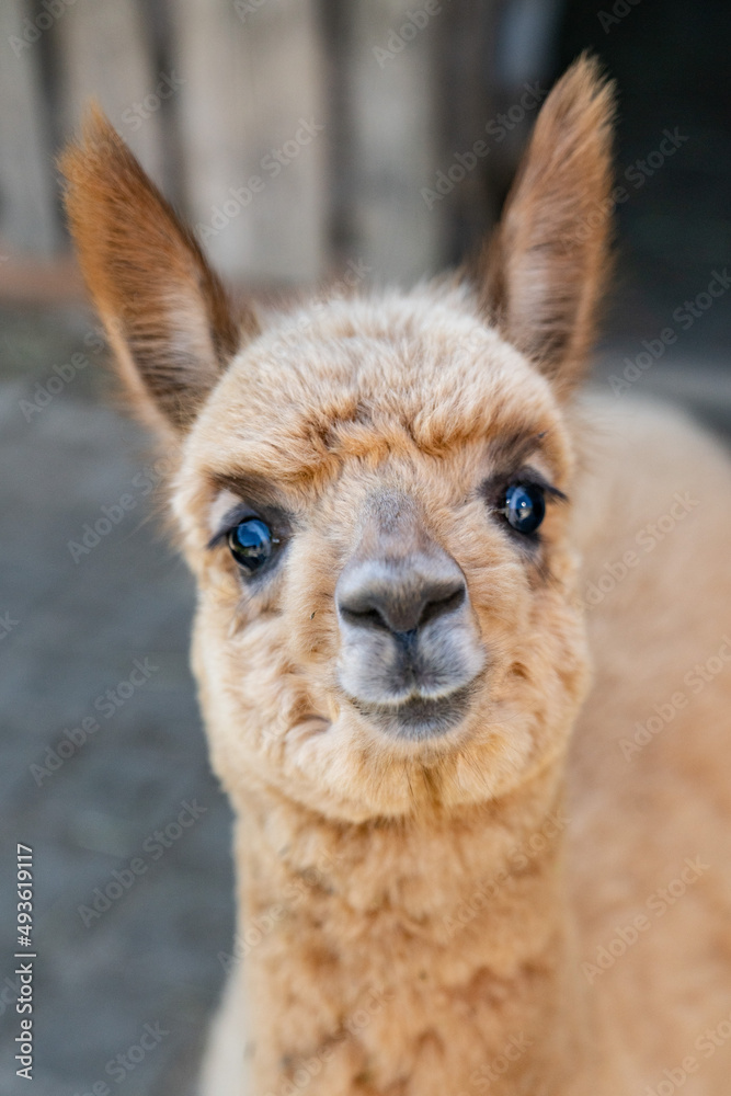 Alpaca