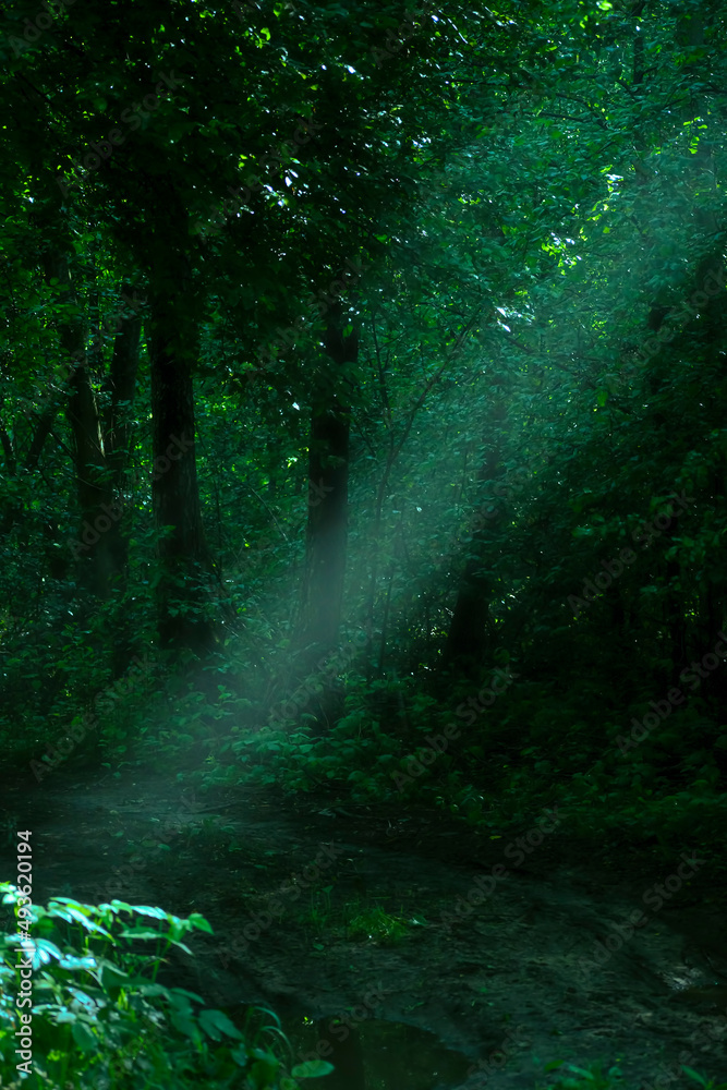 Bright sunshine beam in a forest. Dark woodland in summer. Neris Regional Park, Lithuania in the morning. Selective focus on the details, blurred background.