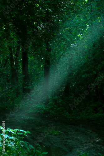 Bright sunshine beam in a forest. Dark woodland in summer. Neris Regional Park  Lithuania in the morning. Selective focus on the details  blurred background.
