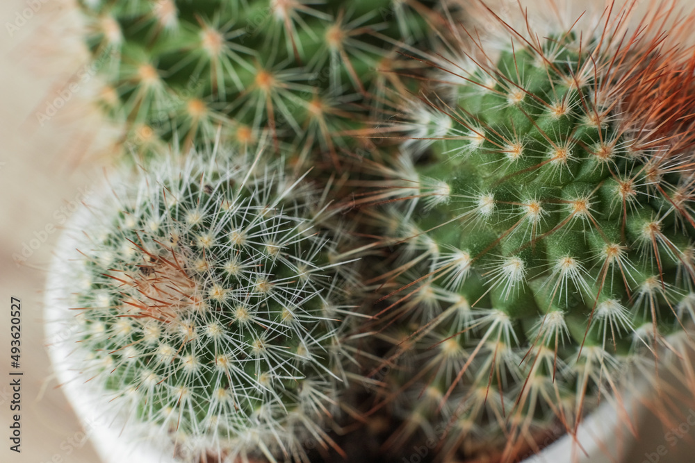 cactus cactus