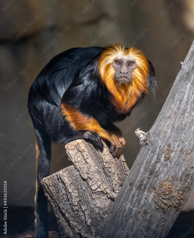 Golden-headed lion tamarin (Leontopithecus chrysomelas) sits on a tree. Karlsruhe, Germany, Europe Golden-headed lion tamarin (Leontopithecus chrysomelas) sits on a tree. Karlsruhe, Germany, Europe