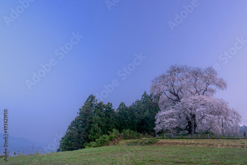 戸津辺の桜