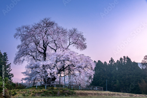 戸津辺の桜