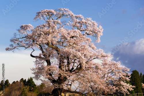 塩ノ埼の大桜