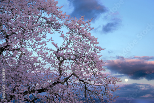 石部桜