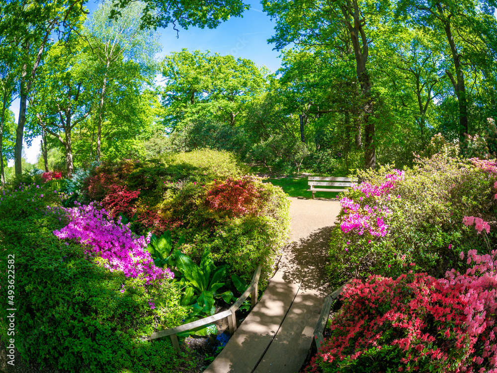 Fototapeta premium Beautiful flower garden in London city in Isabella Plantation, Richmond