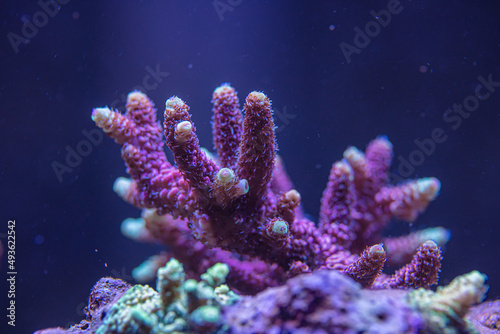 Red Millepora sps coral.corals of the sea. marine aquarium SPS coral.marine aquarium