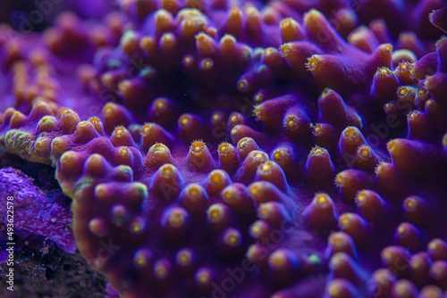 Turbinaria lps coral.corals of the sea. marine aquarium SPS coral photo